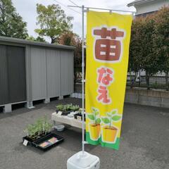 本日、ミニトマト苗販売していますの画像