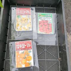 本日、ミニトマト苗販売していますの画像