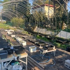 メダカ屋の掃除、ハウスの組み立て補助、草取り、その他