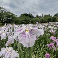 【6/11(日)10:00〜12:00】四季の里公園　写真撮影会...