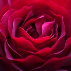 12月20日開催!「花を撮る」フラリエ初心者向け写真教室・アートディレクターが教える写真講座2023の画像