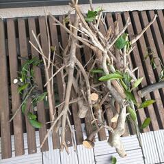 木の枝いりませんか？