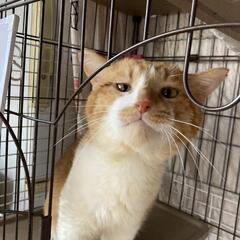 優しいおじさん猫翔平くん☘️８歳