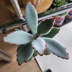 <サマーセール>【多肉植物】カランコエ属『月兎耳』／3号ポット入り(TTJ100)の画像