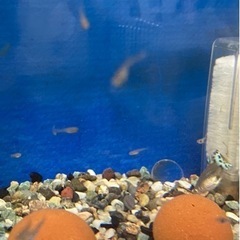 グッピー稚魚　10匹の画像