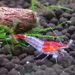 ★期間限定再出品★ ルリーシュリンプ🦐  ～100匹   ¥1000～