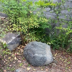 庭石　まだありますの画像