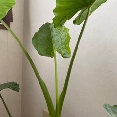 ぐんぐん育つクワズイモの画像