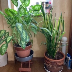 観葉植物　大型　4種　ベンジャミン　カポック