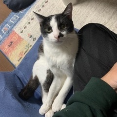 猫ちゃん、里親募集です