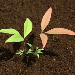 【無料】南天の苗の画像