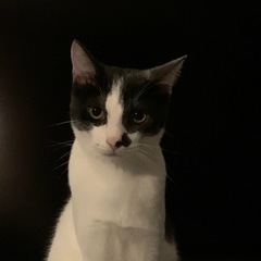 猫ちゃん、里親募集です - さくら市