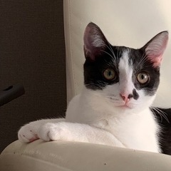 猫ちゃん、里親募集です - 猫