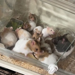 カラーハムちゃんとゴールデンハムちゃんの赤ちゃん