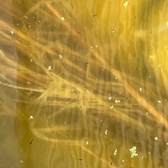 ⭐️期間限定激安⭐️ マリアージュロングフィン　メダカ　めだかの画像