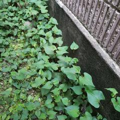 ドクダミ草 ドクダミ茶(薬草)にでも、 いるだけ。の画像