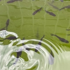 【めだか】オロチ3匹の画像