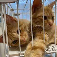 茶トラ兄弟子猫（生後約四か月）【受付終了とさせていただきます。あ...
