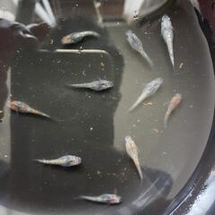 【受渡し決定】メダカﾕﾘｻﾌｧ幼魚10匹