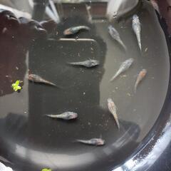 【受渡し決定】メダカﾕﾘｻﾌｧ幼魚10匹の画像