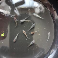 【受渡し決定】メダカﾕﾘｻﾌｧ幼魚10匹の画像