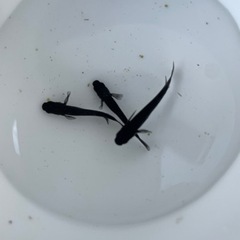 メダカオロチ