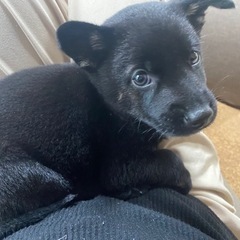 【里親様決まりました✨】人懐っこい男の子🐶