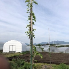 無肥料で家庭菜園会員募集中 - その他