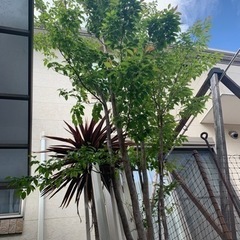 ヒメシャラ