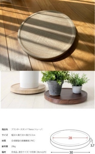 フィカス　観葉植物　大型