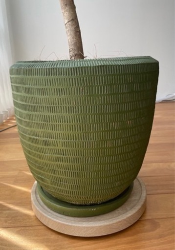 フィカス　観葉植物　大型