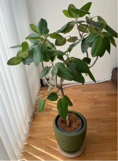 フィカス　観葉植物　大型