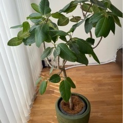 フィカス　観葉植物　大型