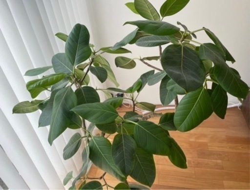 フィカス　観葉植物　大型