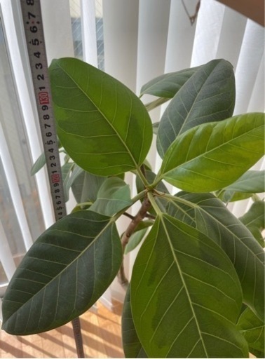 フィカス　観葉植物　大型