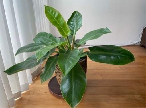 観葉植物　インペリアルゴールド