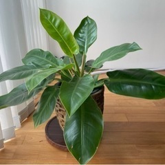 観葉植物　インペリアルゴールド