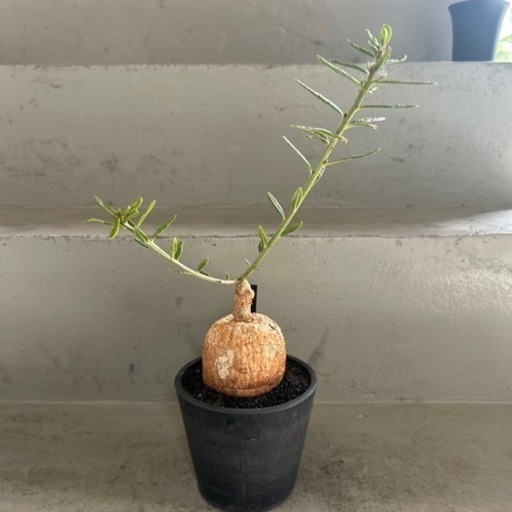 タリナム　カフルム