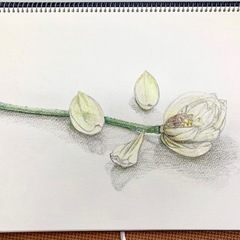 大阪市内で絵画教室をやってます🖼️ 初心者向け　少人数絵画教室　の画像