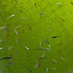 めだか　ミックス10匹