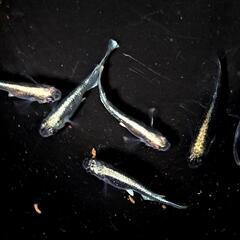 黒ラメミユキ。画像個体全て。メダカ、めだか。の画像