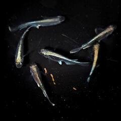 黒ラメミユキ。画像個体全て。メダカ、めだか。の画像