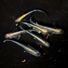 黒ラメミユキ。画像個体全て。メダカ、めだか。の画像