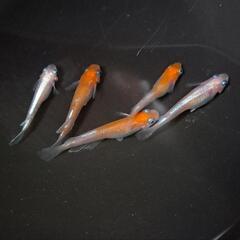 紅白体外光メダカ。の画像