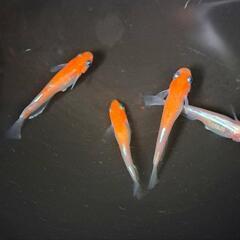 紅白体外光メダカ。の画像