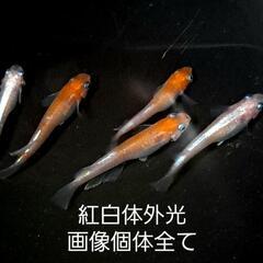 紅白体外光メダカ。