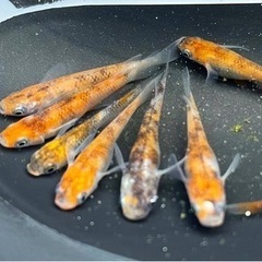 三色メダカの卵