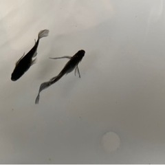オロチメダカの卵　ヒレ長