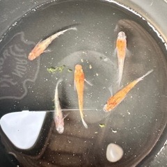 各種改良メダカ 販売の画像