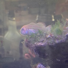 海水魚もらってください